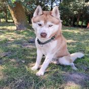 images/stories/actus/husky/Messenger_creation_5CFBC4DB-D122-4080-BAF6-7B8E661346D8.jpeg