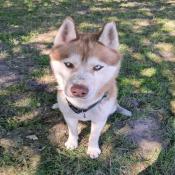 images/stories/actus/husky/Messenger_creation_CBDBBC31-7800-4889-9CDC-62BCD596017A.jpeg