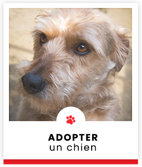 images/stories/axe/adoption_chien-dax.png